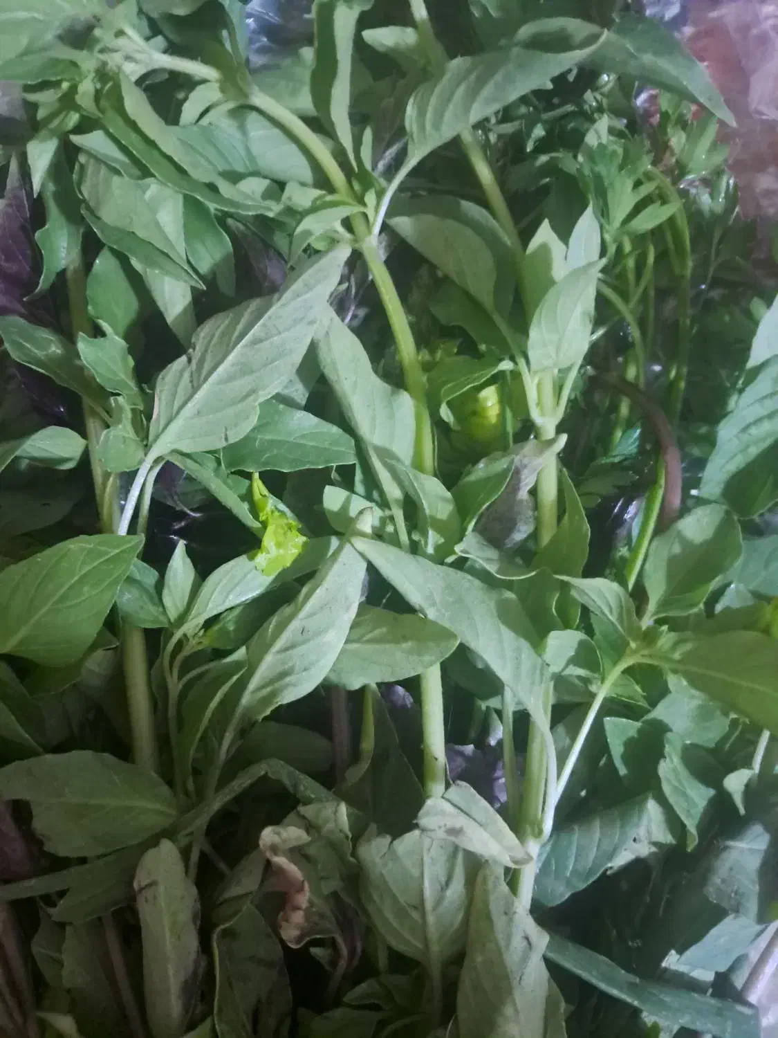 به یک شاگرد آقا نیازمندم|استخدام خدمات فروشگاه و رستوران|بردسیر, |دیوار