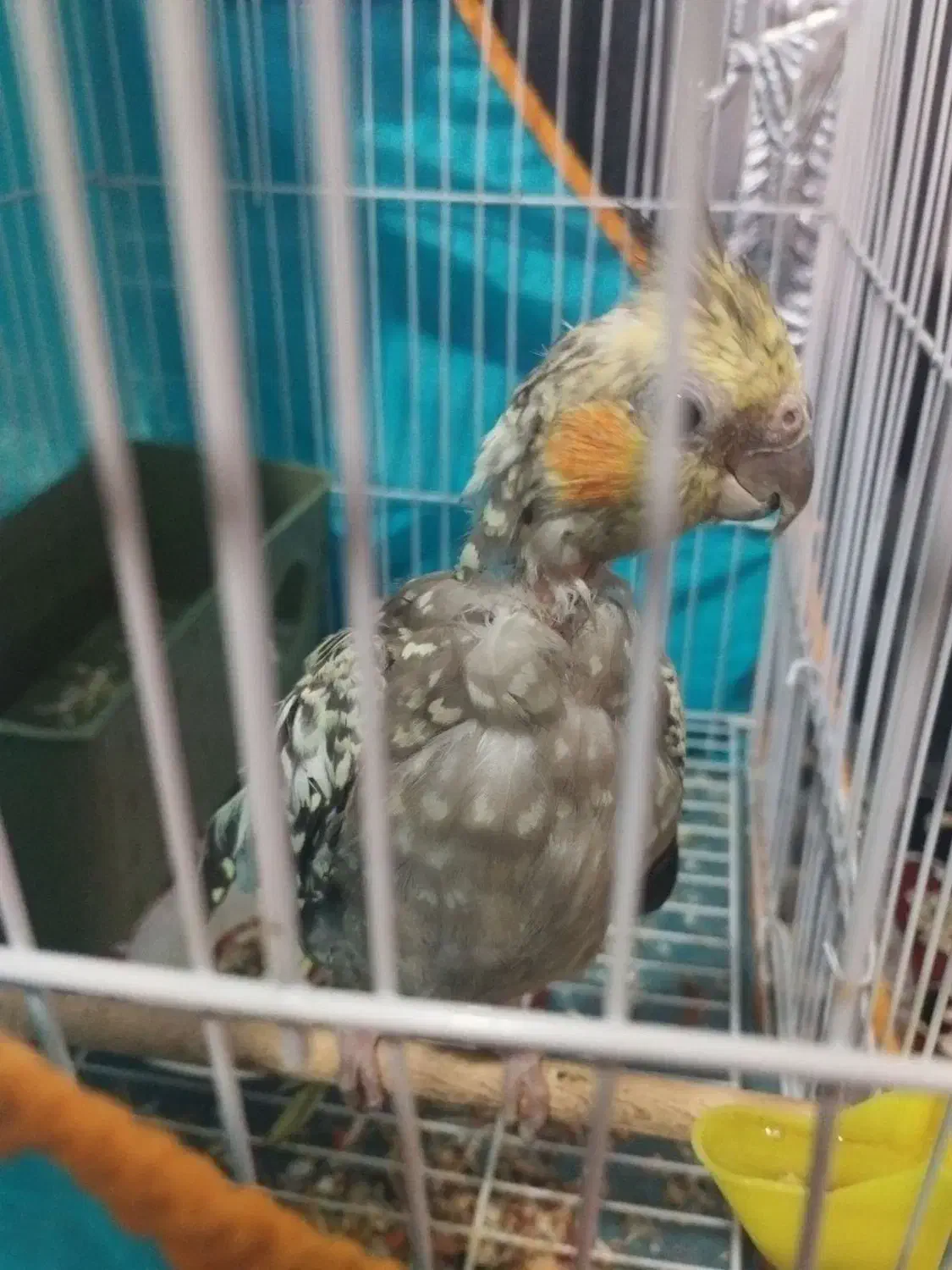 عروس هلندی|پرنده|ماهان, |دیوار