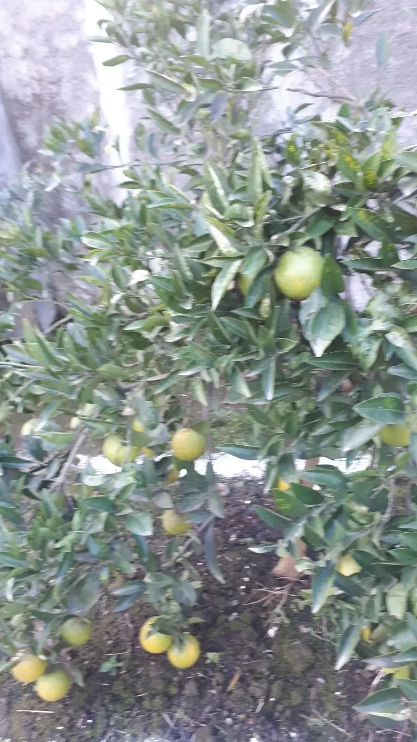 فروش درخت پرتقال و درخت کاج و محبوبه شب|خدمات باغبانی و درختکاری|پرهسر, |دیوار