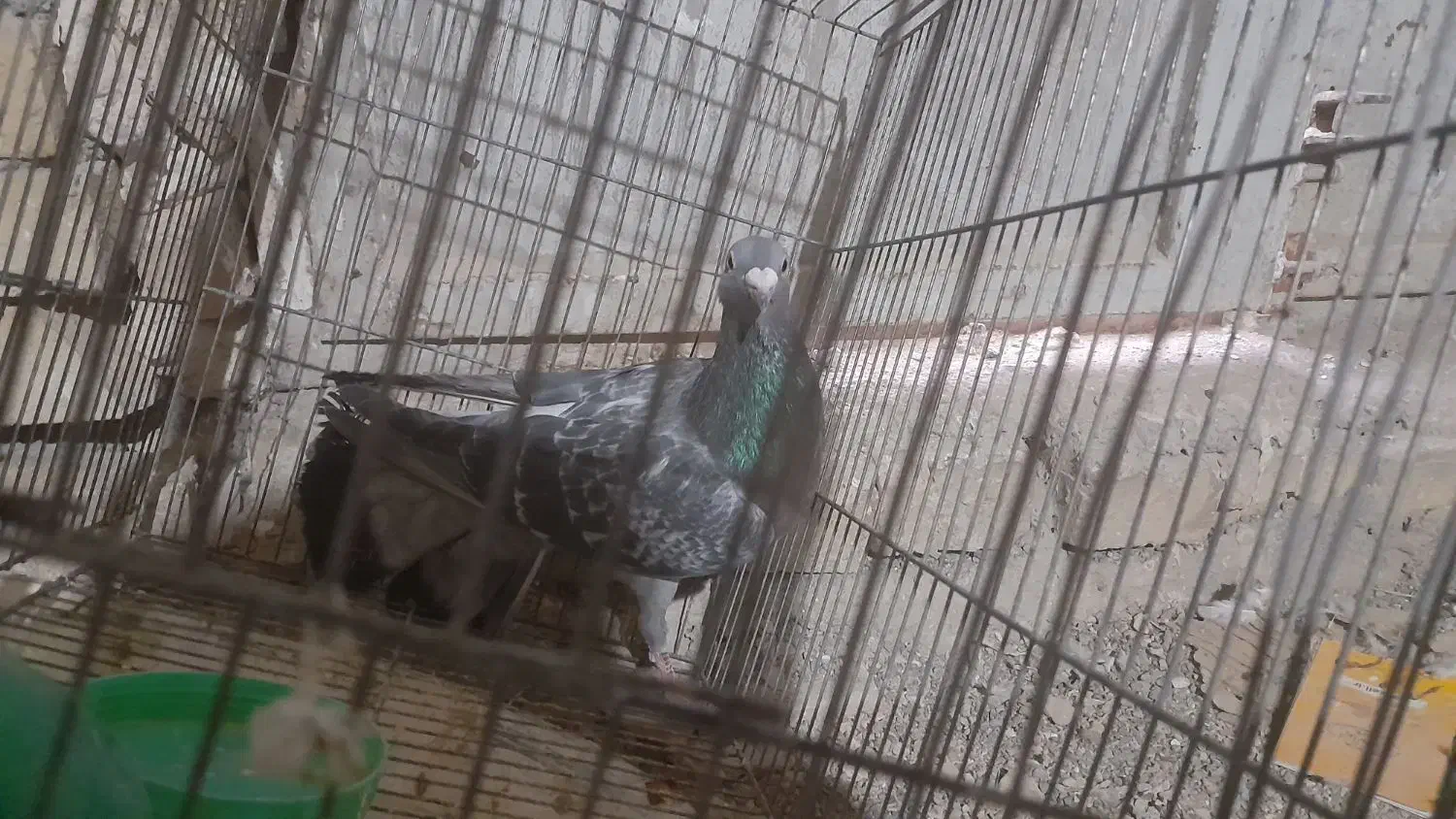 ی جف نامور|پرنده|همدان, |دیوار