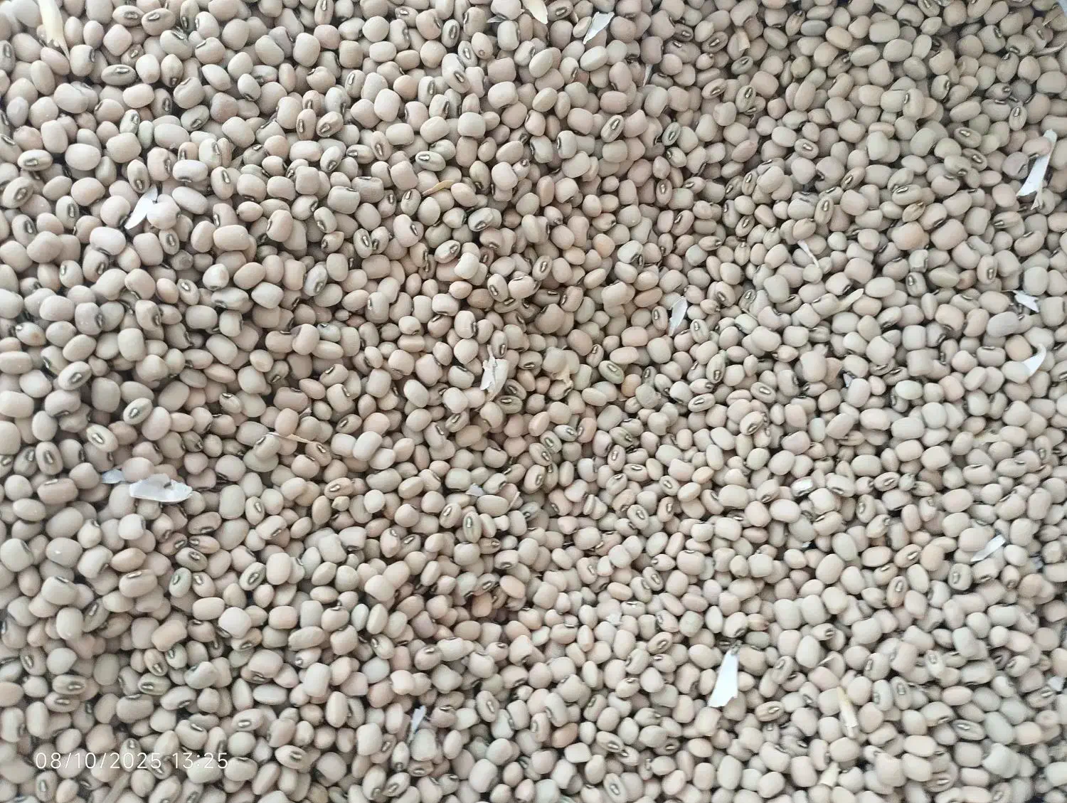 لوبیا ریزه|خوردنی و آشامیدنی|دره شهر, |دیوار