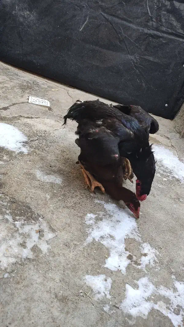 خروس و مرغ لاری|حیوانات مزرعه|سقز, |دیوار