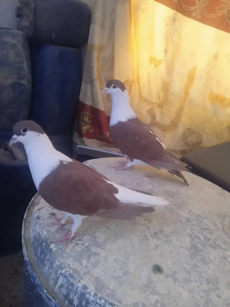 کفتر افغانی|پرنده|سراوان, |دیوار