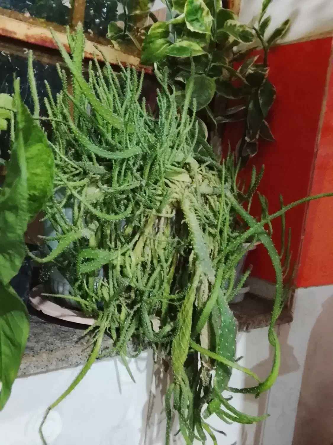 انواع گل|گل و گیاه طبیعی|نقده, |دیوار