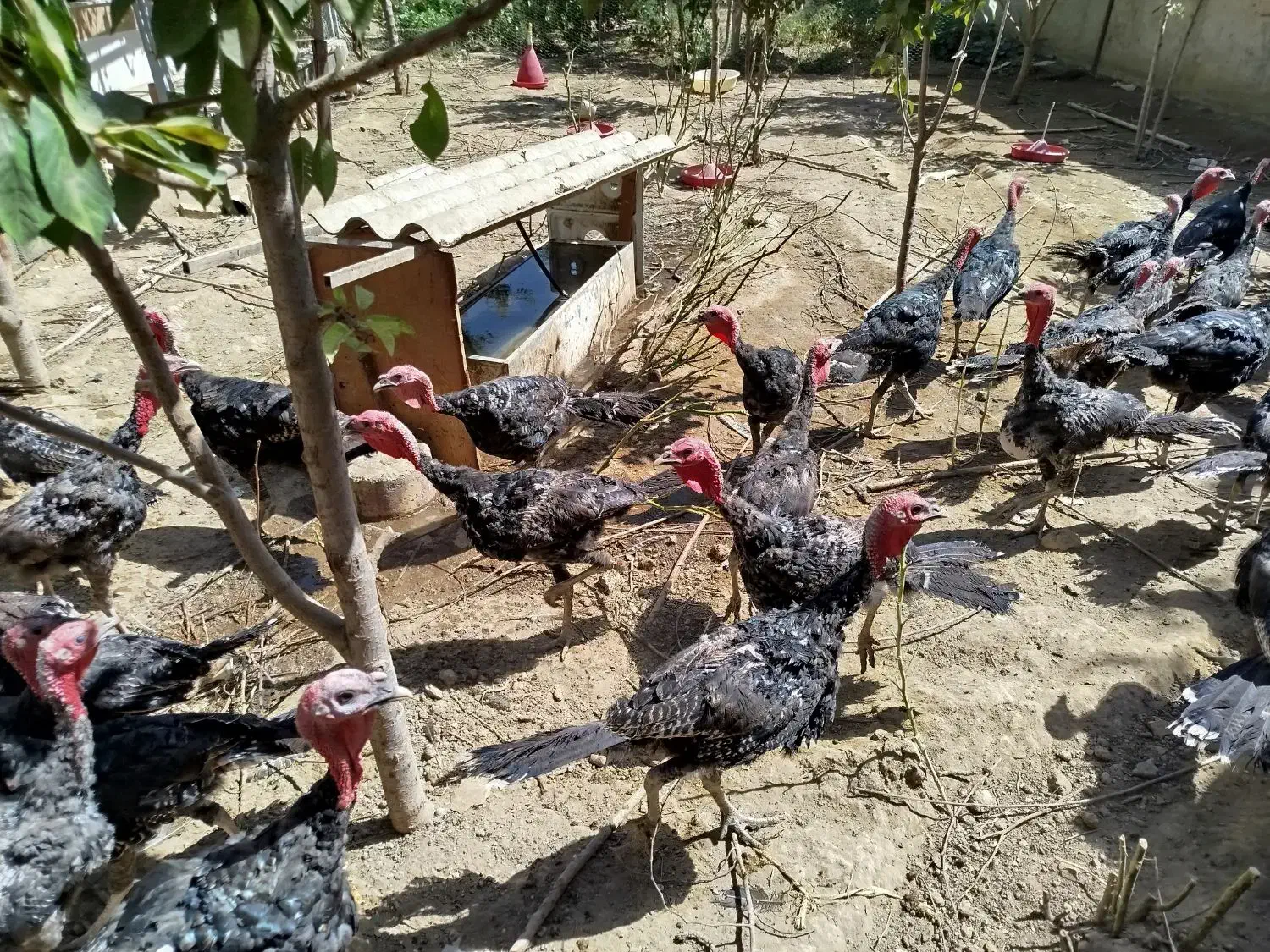 فروشی|حیوانات مزرعه|همدان, |دیوار