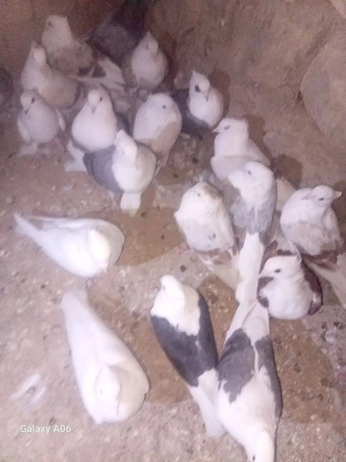 کبوتر شونی|پرنده|چگنی, |دیوار