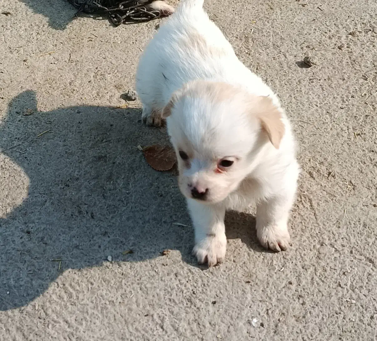 توله اشپیتزو|سگ|نجف‌آباد, گلدشت|دیوار