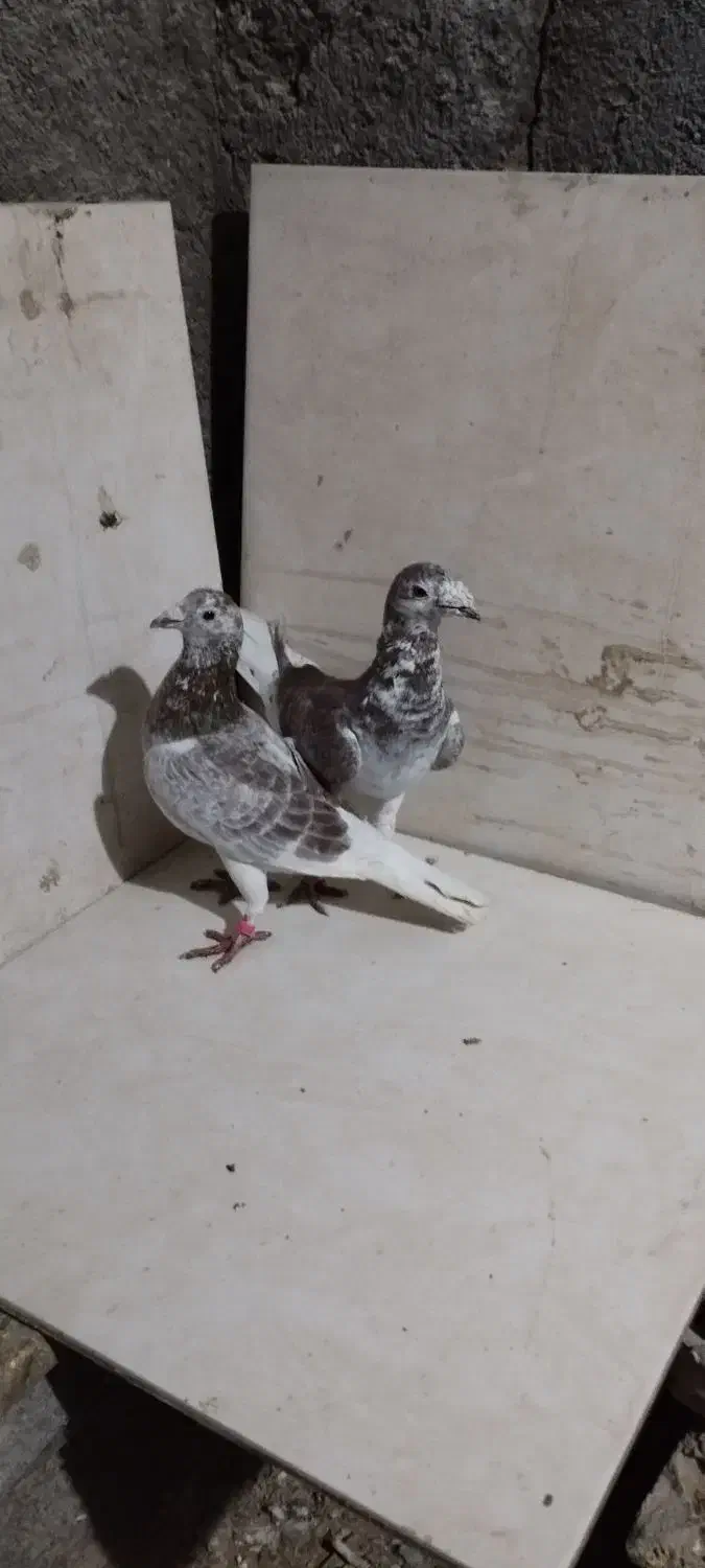 کفتر|پرنده|مشهد, فرخد|دیوار