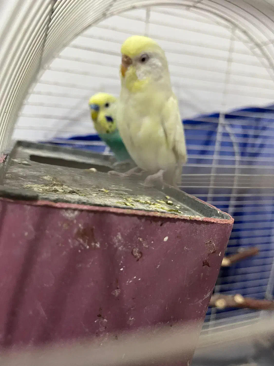 مرغ عشق چشم شرابی|پرنده|بانه, |دیوار