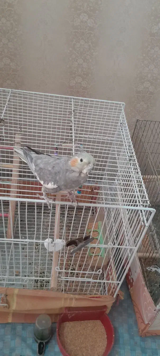 عروس هلندی مادهداماده|پرنده|گلبهار, شهر جدید گلبهار|دیوار