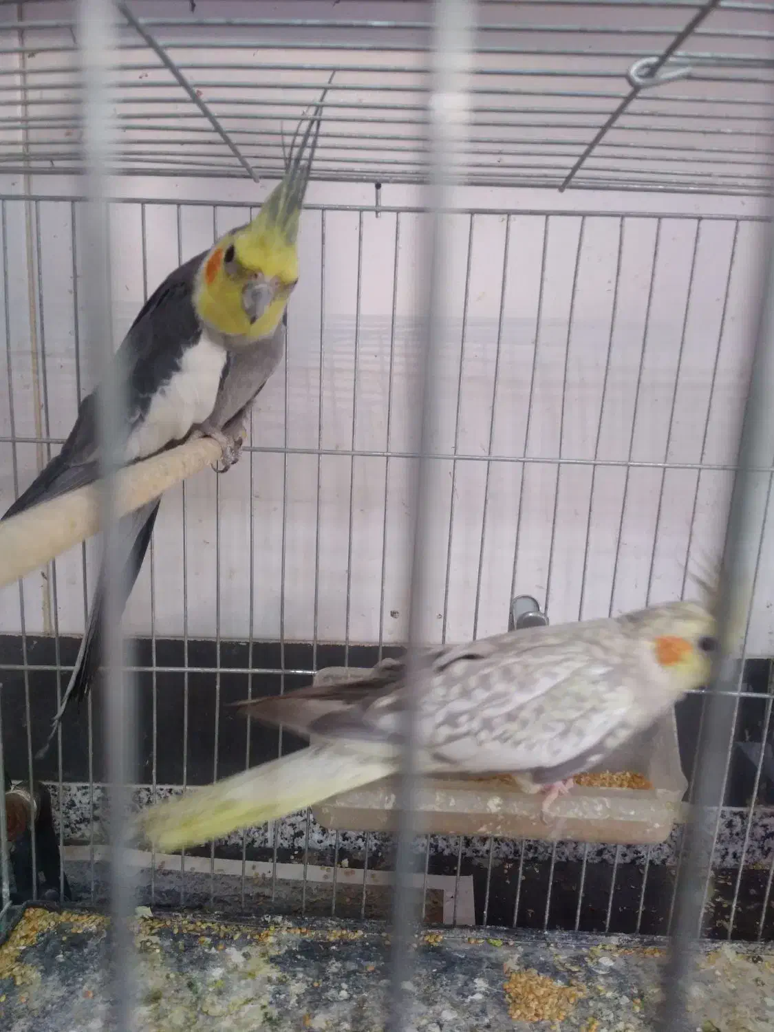 عروس هلندی بزرگ|پرنده|آذرشهر, |دیوار