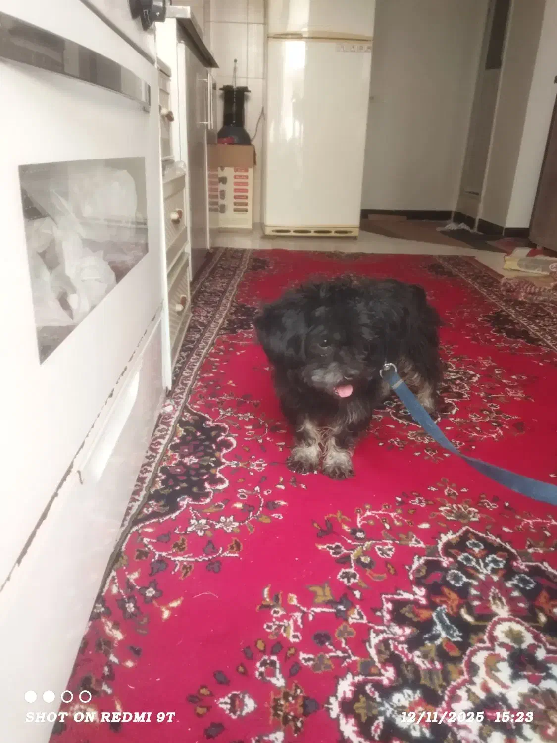 سگ شیتزو|سگ|خرمآباد, |دیوار