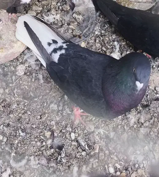 کبوتر گم شده|حیوانات|خاش, |دیوار