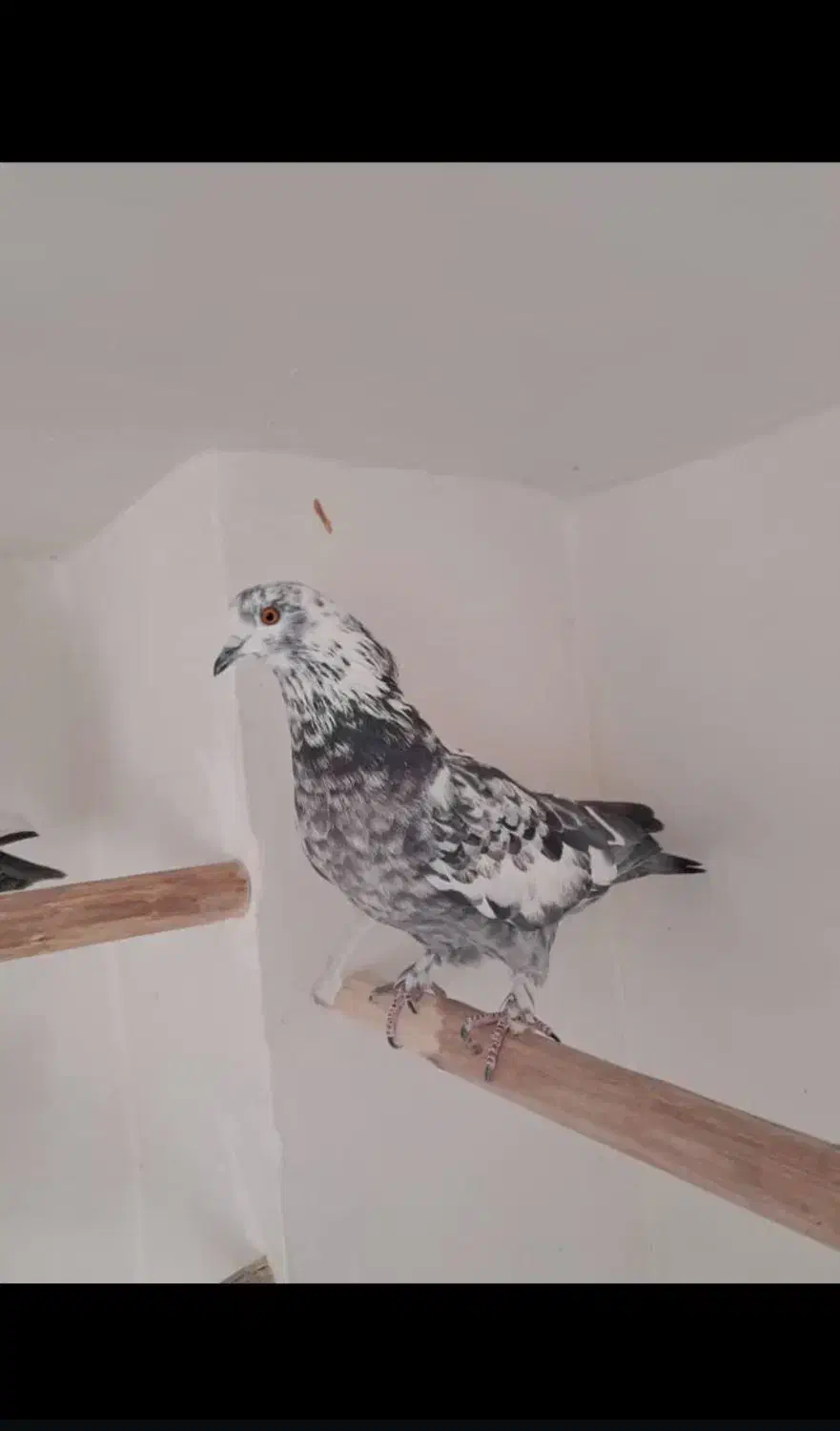 کبوتر سوسکی|پرنده|اصفهان, شهید رجایی|دیوار