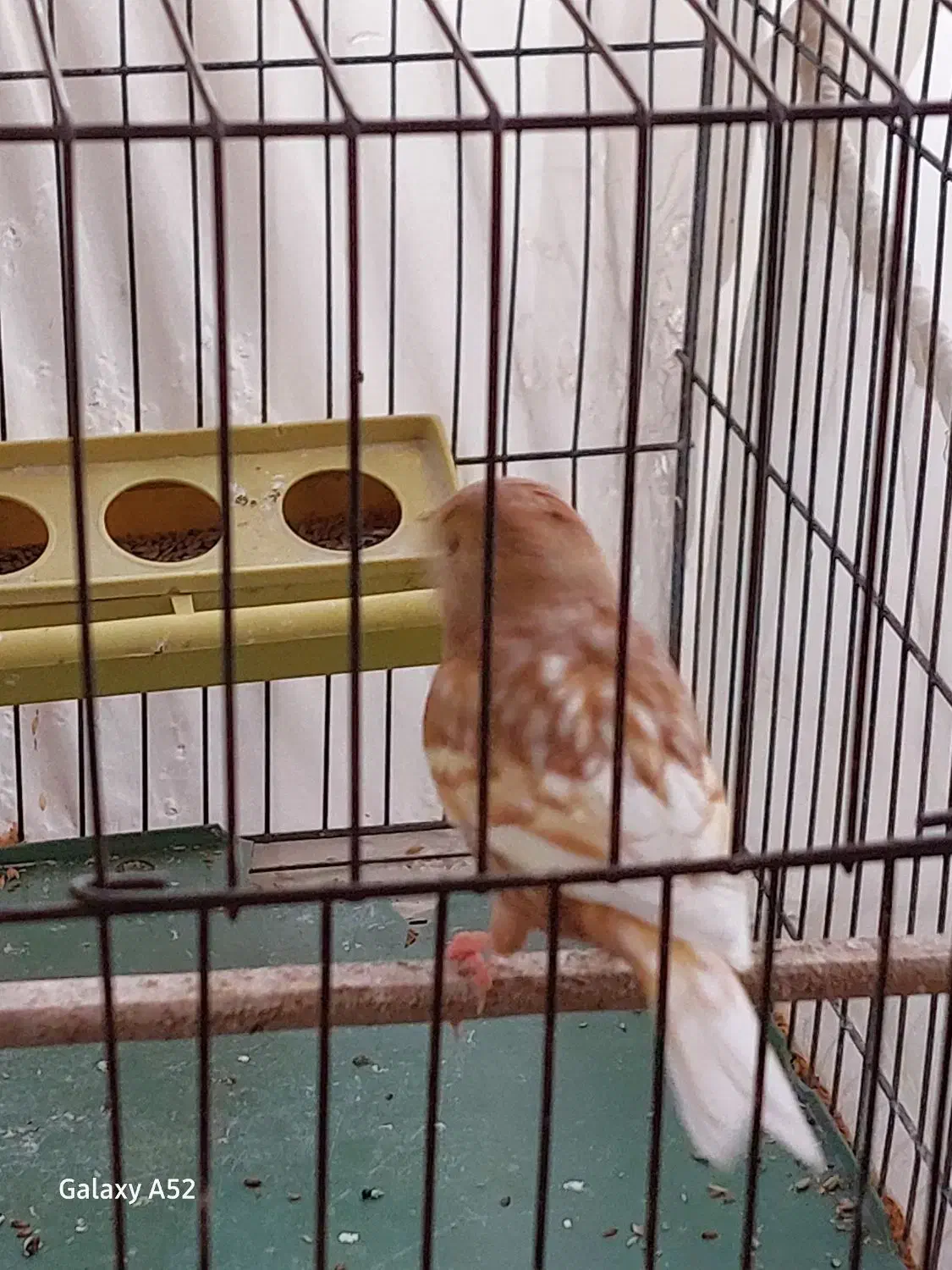 یک جفت فائو|پرنده|فشم, |دیوار