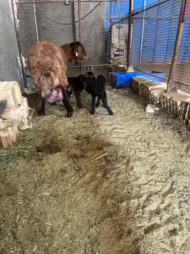 بره همو و هترو|حیوانات مزرعه|یزد, |دیوار