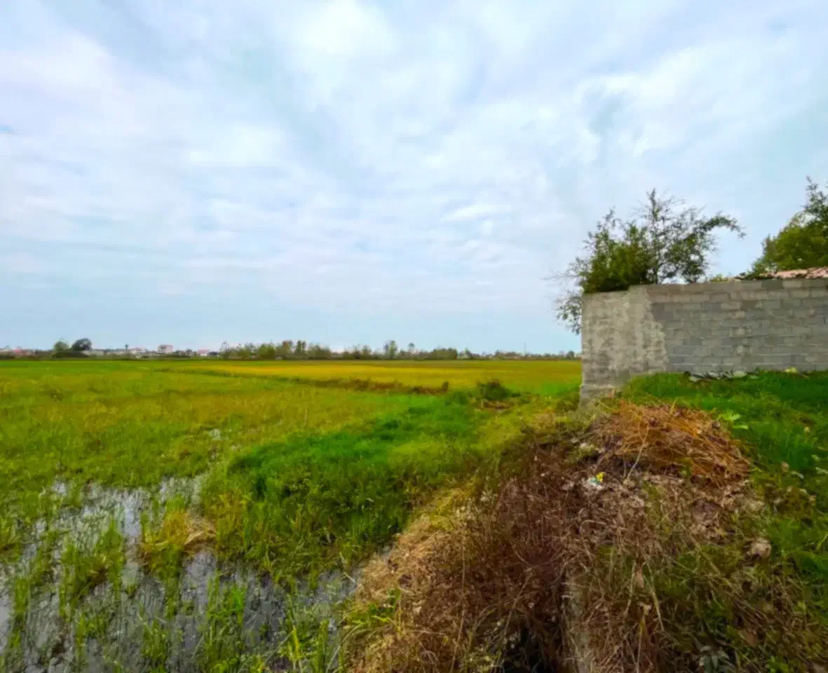 شالیزار2هزار متری چسبیده به بافت بامدارک شسته رفته|فروش زمین و ملک کلنگی|چاف و چمخاله, |دیوار