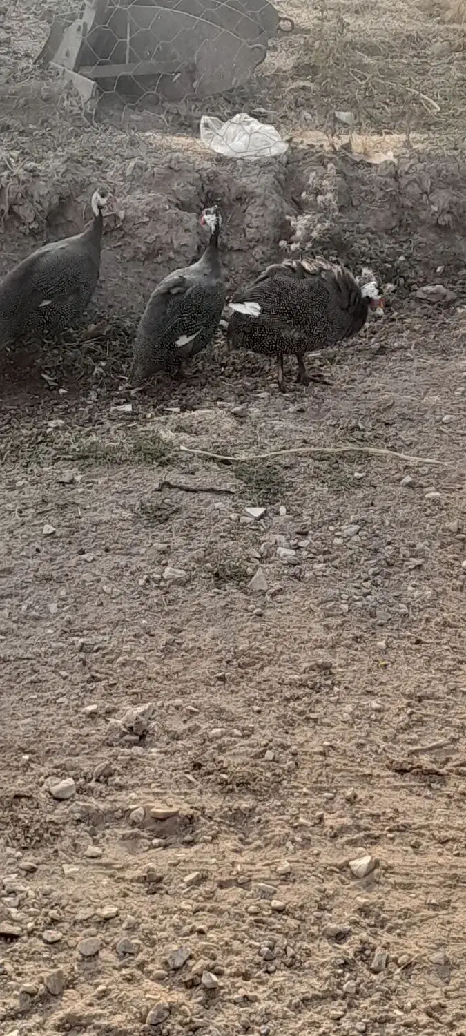 مرغ چینی یا شاخدار|حیوانات مزرعه|بروجرد, |دیوار