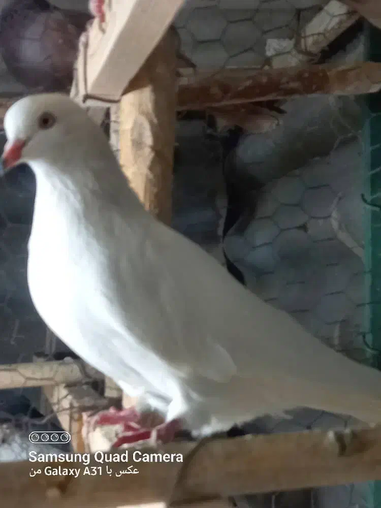 ماده پتی وآله شماره تلفن دار غریب گیری|پرنده|تهران, یافت‌آباد|دیوار