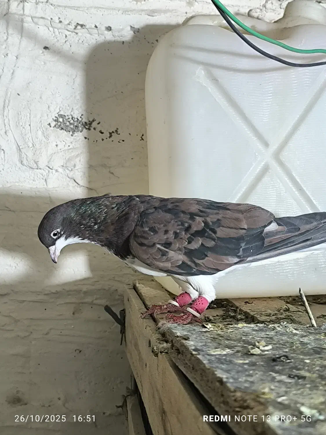 کفتر شهری|پرنده|شیراز, شهرک والفجر|دیوار