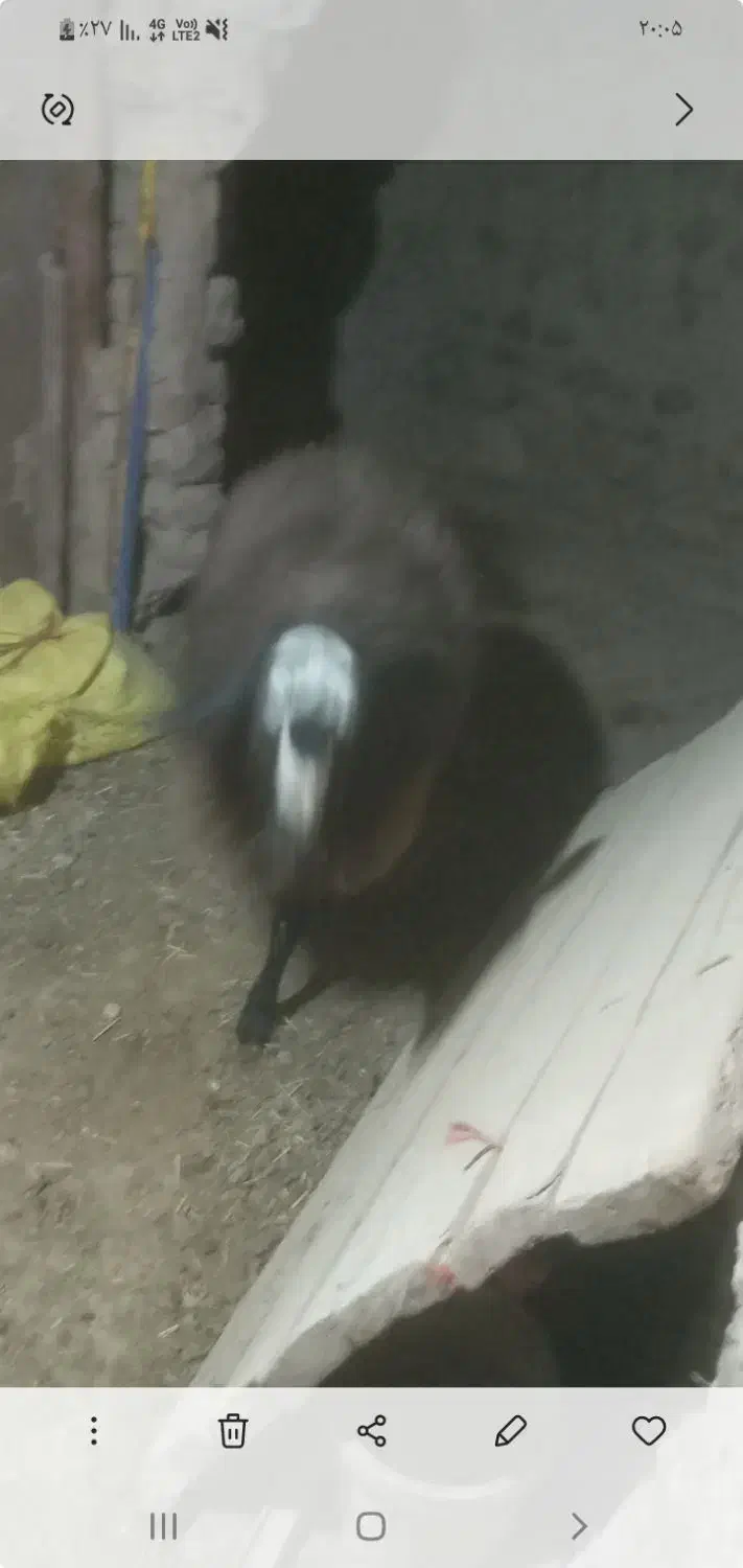 بره نر پروار فروشی تقریبا ۶۰ کیلو|حیوانات مزرعه|خرقان, |دیوار