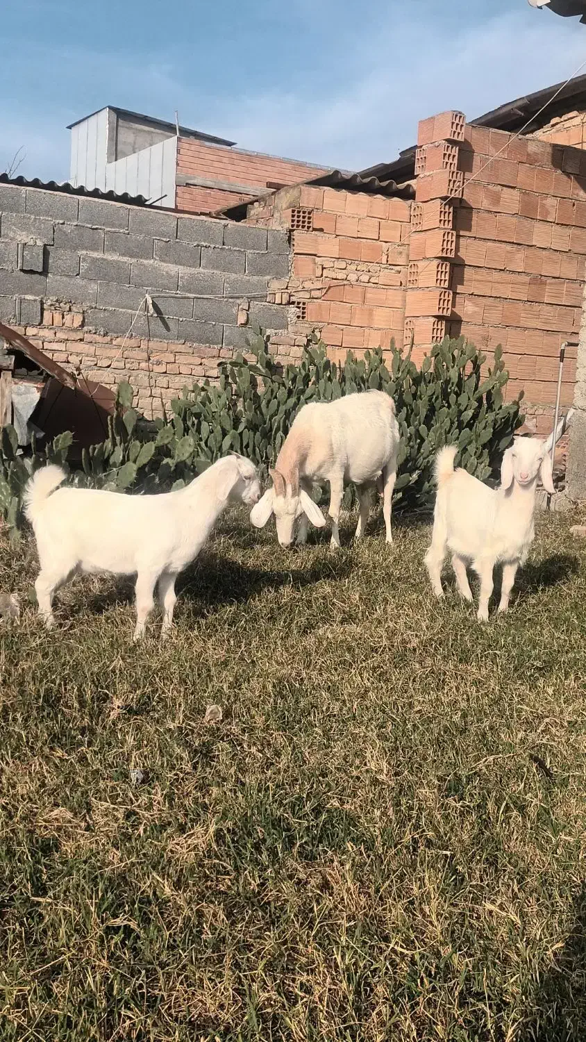 بز سانن|حیوانات مزرعه|بندر ترکمن, |دیوار