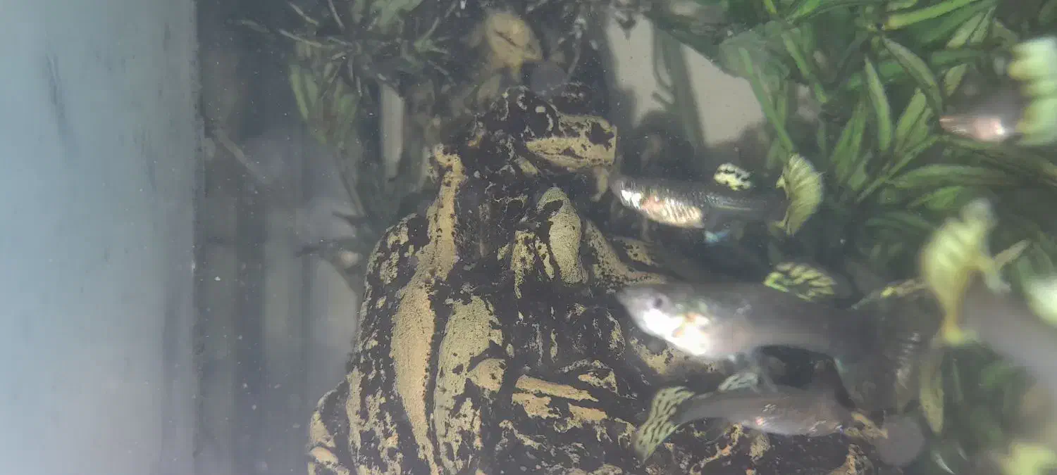 ماهی گوپی|ماهی|شاهرود, |دیوار