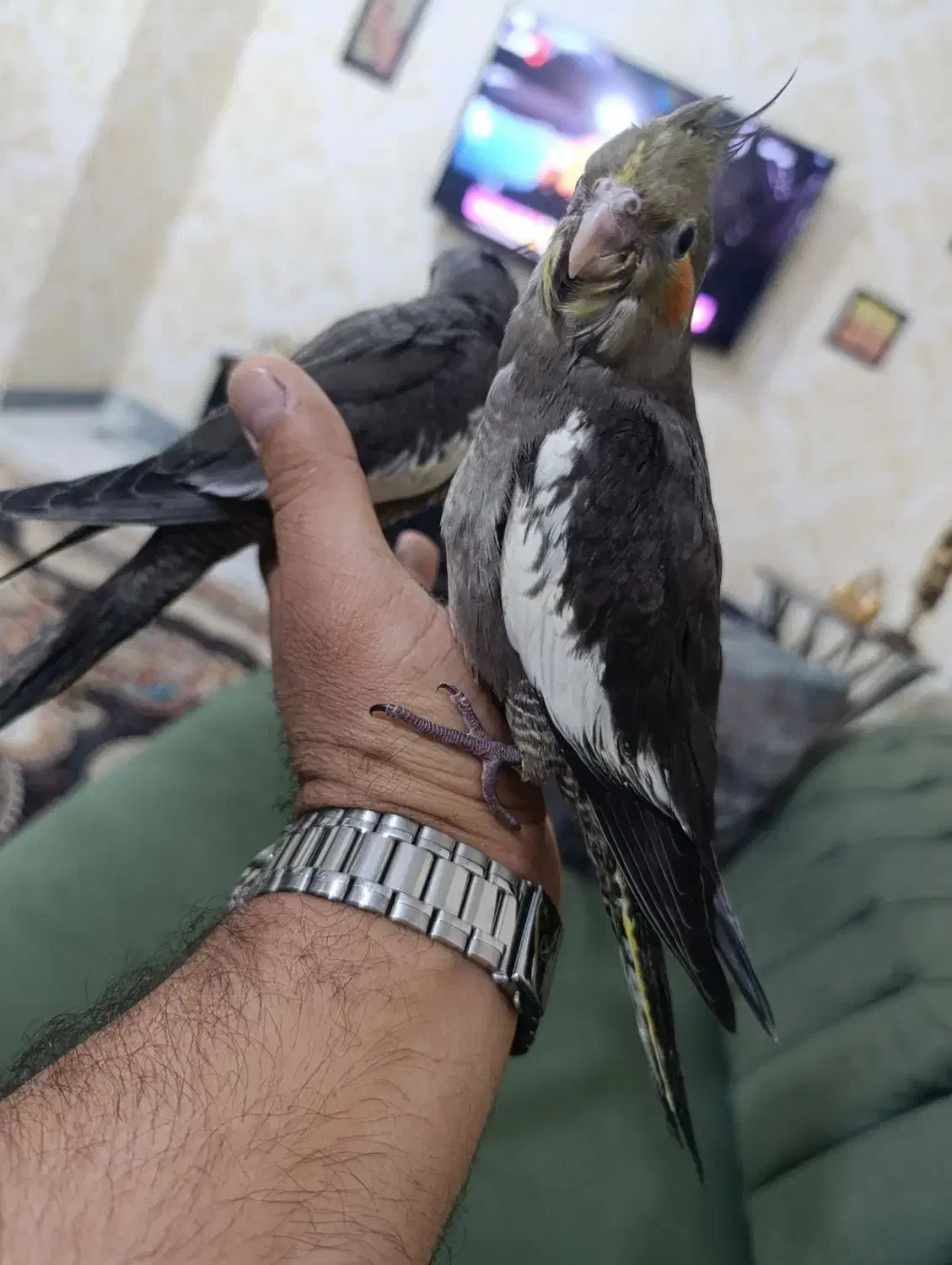 عروس هلندی|پرنده|بندر ماهشهر, |دیوار