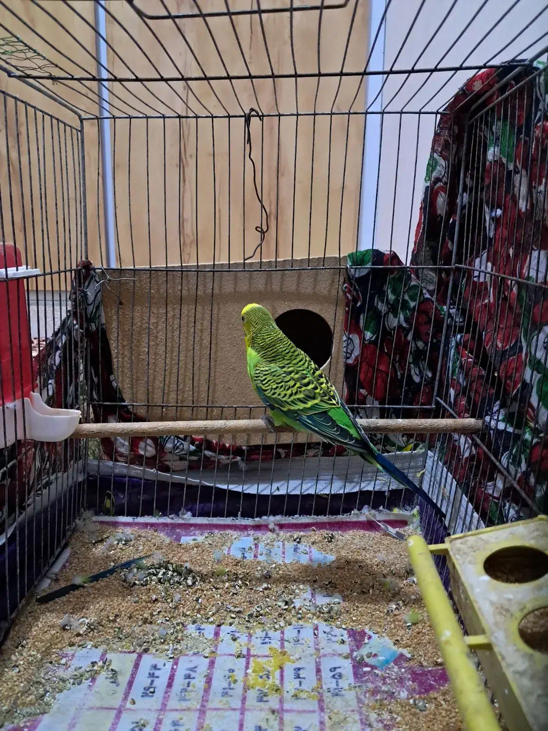 پرنده|پرنده|شوشتر, |دیوار