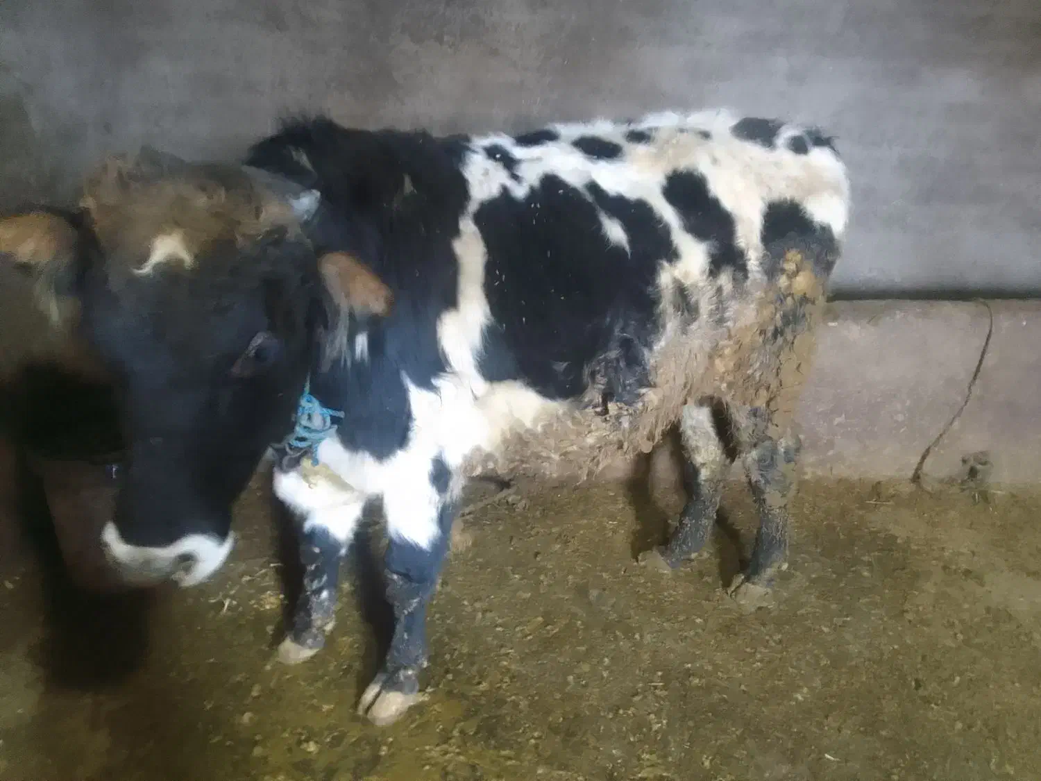 دو راس گاو نر|حیوانات مزرعه|ماهنشان, |دیوار