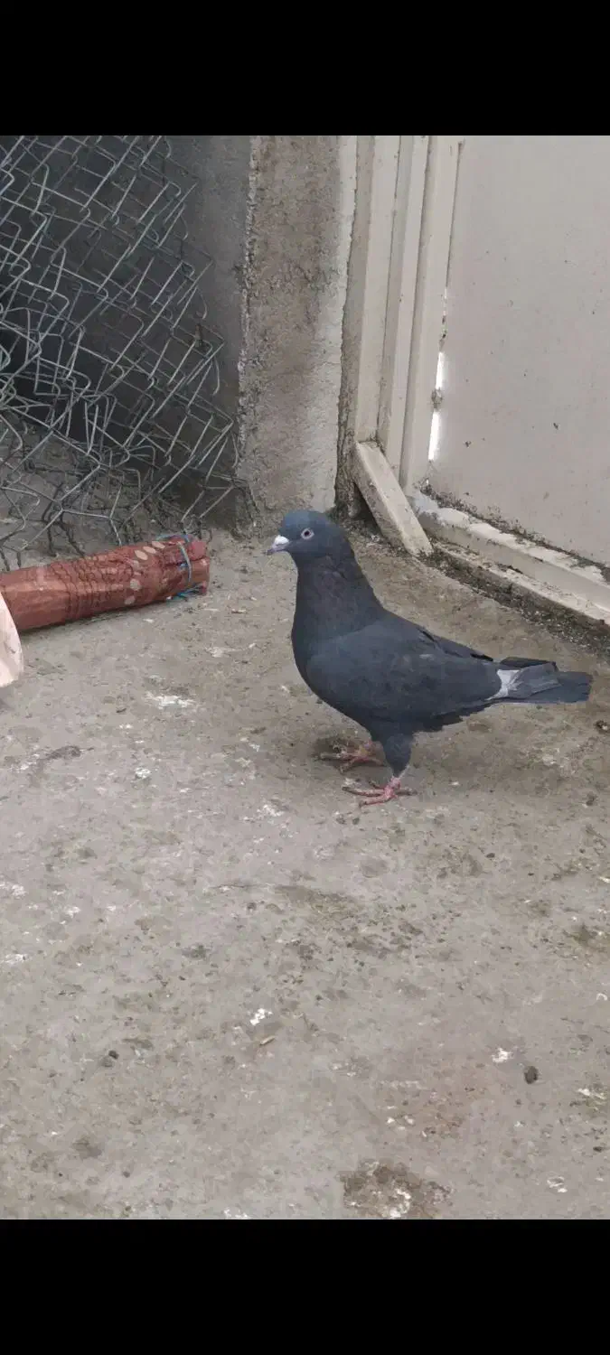 زاغ ماده|پرنده|سردشت, |دیوار