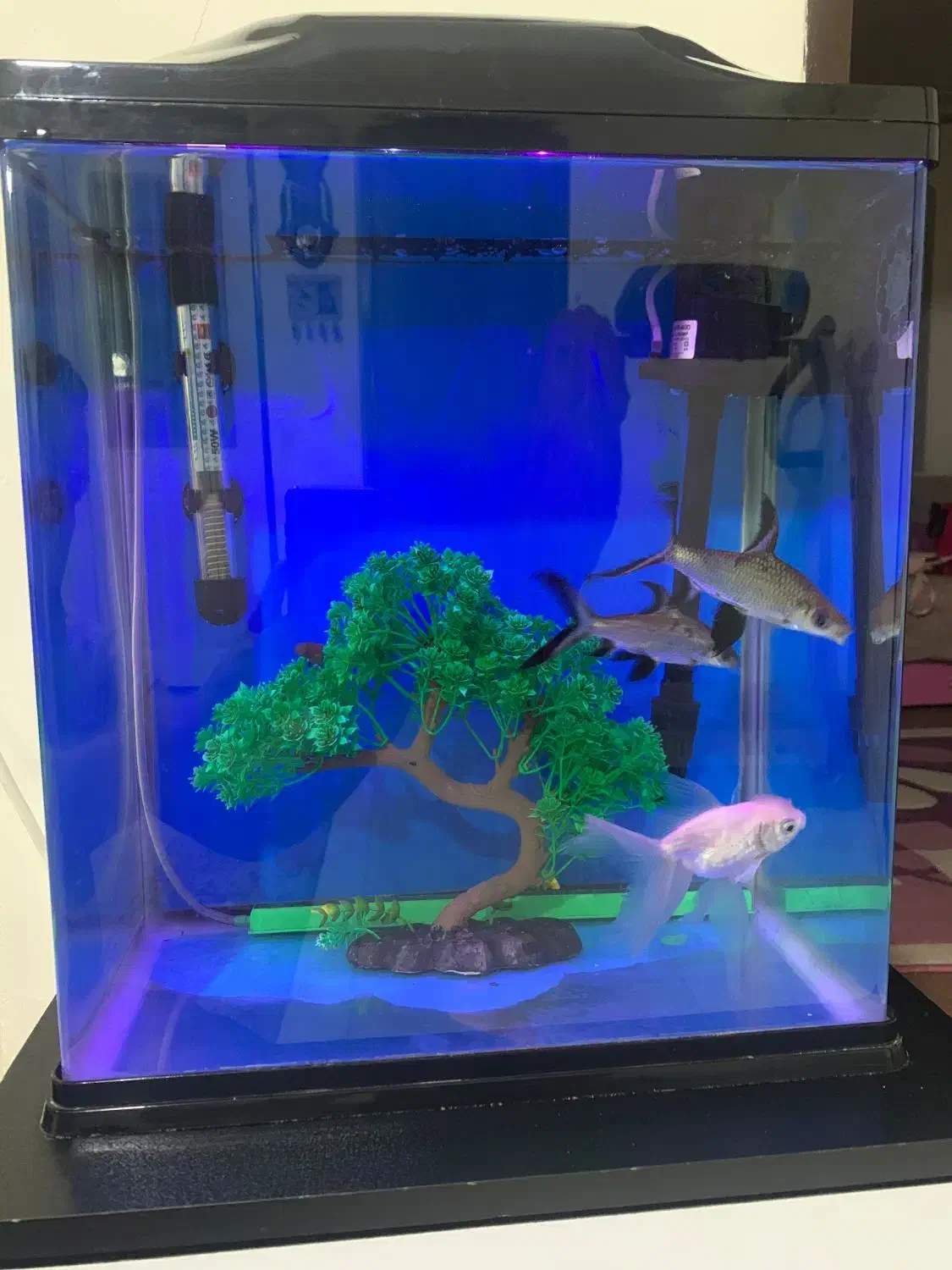 ماهی آکواریوم|ماهی|ارومیه, |دیوار