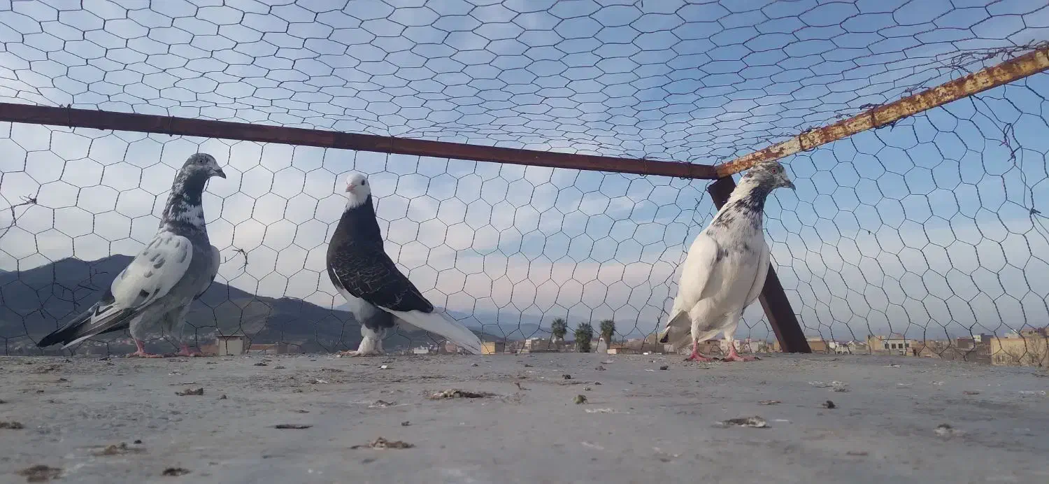 کبوتر تکپر|پرنده|مینودشت, |دیوار