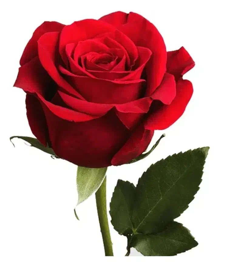 آموزش کامپیوتر I، برنامه نویسی ، طراح سایت|خدمات آموزشی|نیشابور, امام خمینی|دیوار