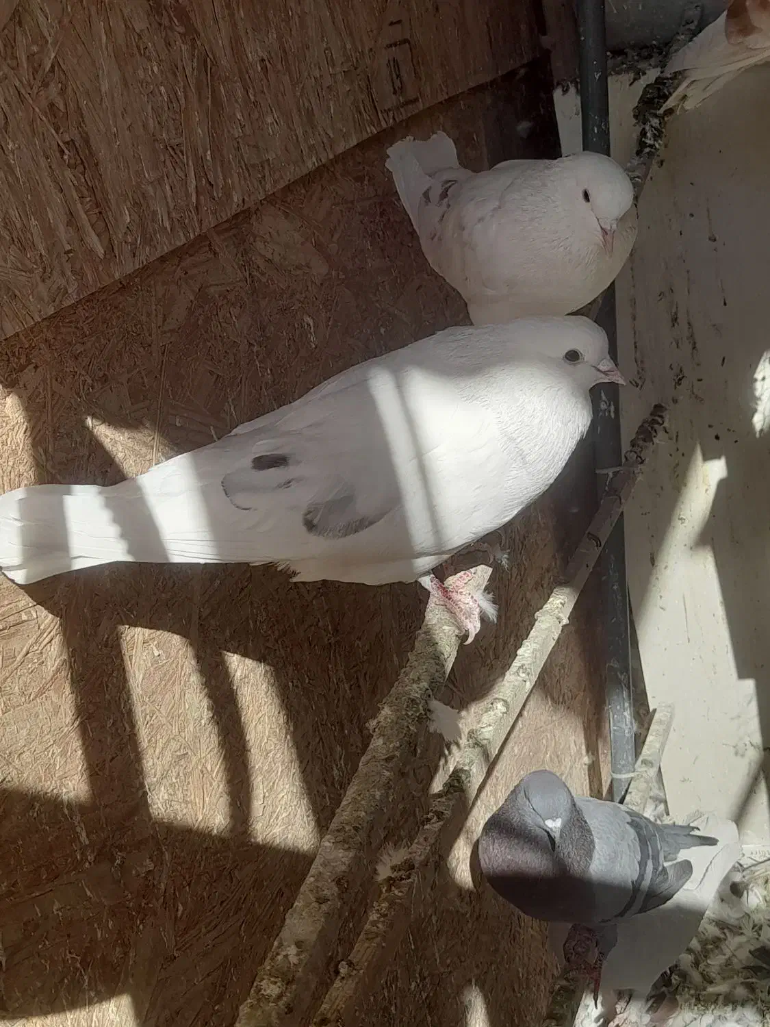 6 تا کبوتر نر فقط ۱۱۰۰|پرنده|پردیس, شهرک صنعتی خرمدشت فاز ۷|دیوار