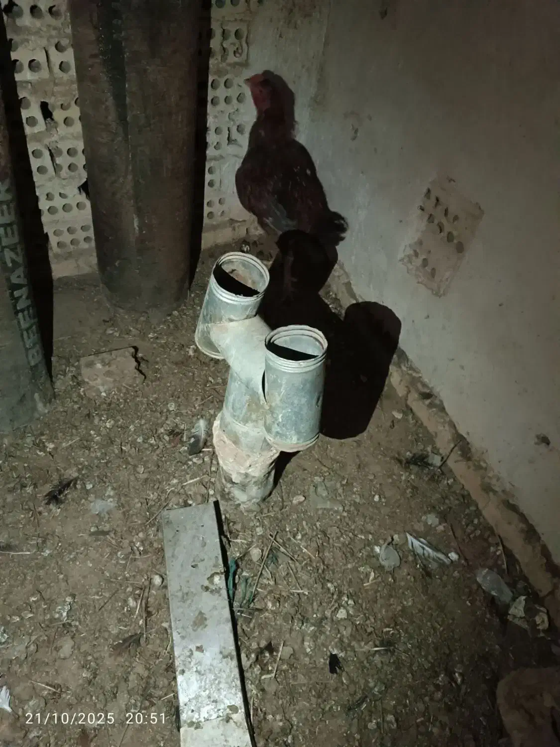 خروس|حیوانات مزرعه|تربت‌حیدریه, شهرک ولیعصر|دیوار