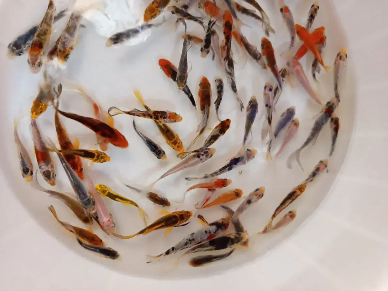 ماهی کوی|ماهی|یزد, |دیوار