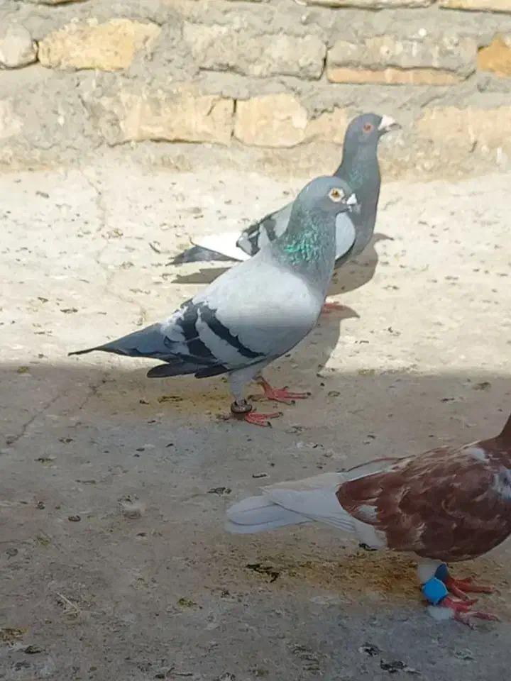 کفتر سبز معاوضه با کله سینه طوقی خال ساده|پرنده|مشهد, منزل آباد|دیوار