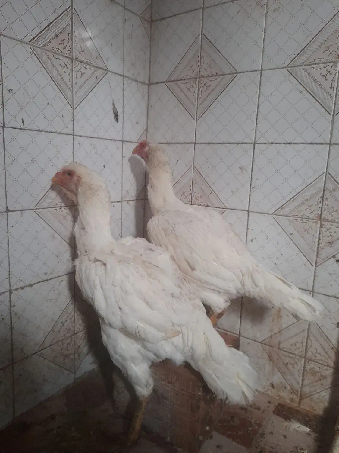 خروس|حیوانات مزرعه|گلوگاه, |دیوار