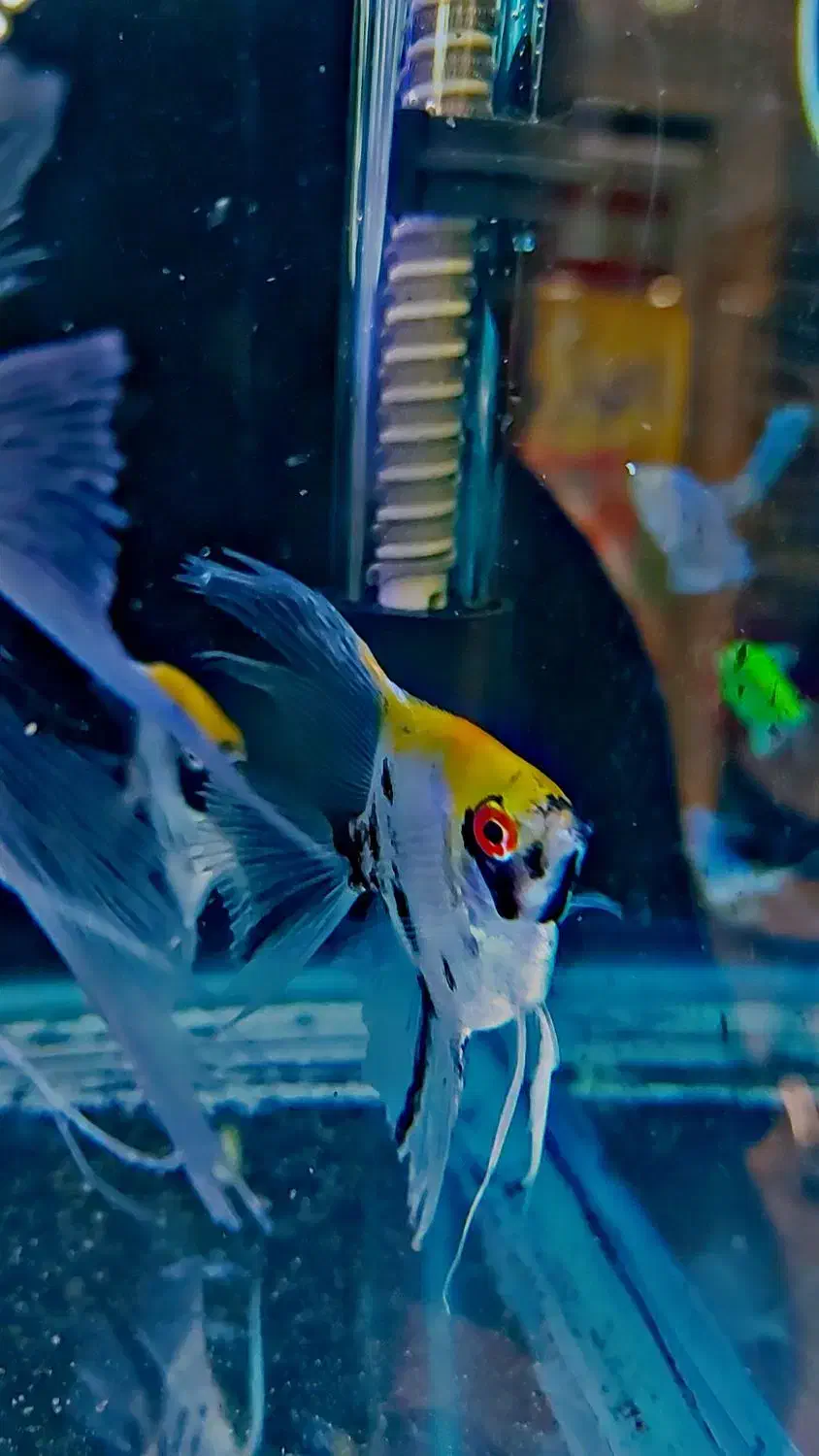 انجل کوی مارول. انجل تایگر|ماهی|شهریار, شهرک وائین|دیوار