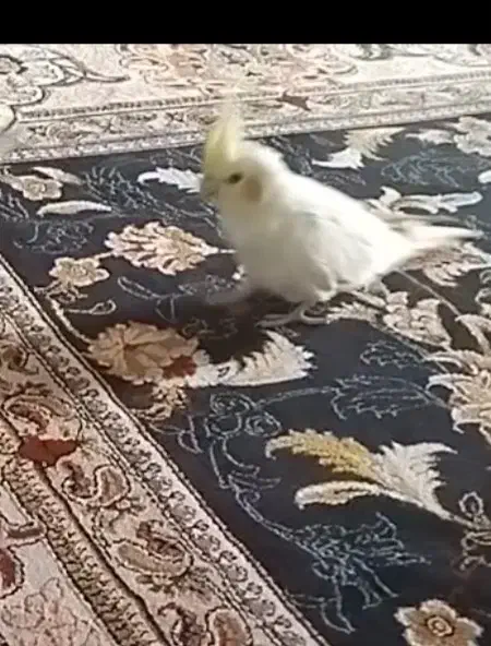 عروس هلندی گم شده|حیوانات|بروجرد, |دیوار