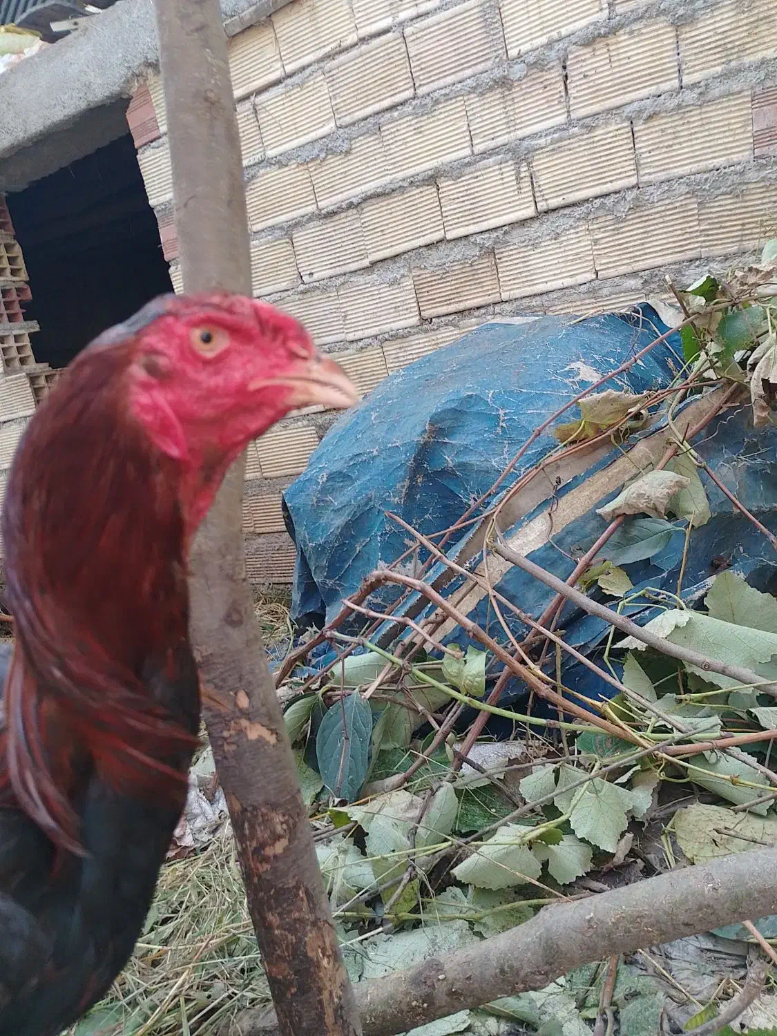 مرغ و خروس لاری دانگ بالا|حیوانات مزرعه|چوبر, |دیوار