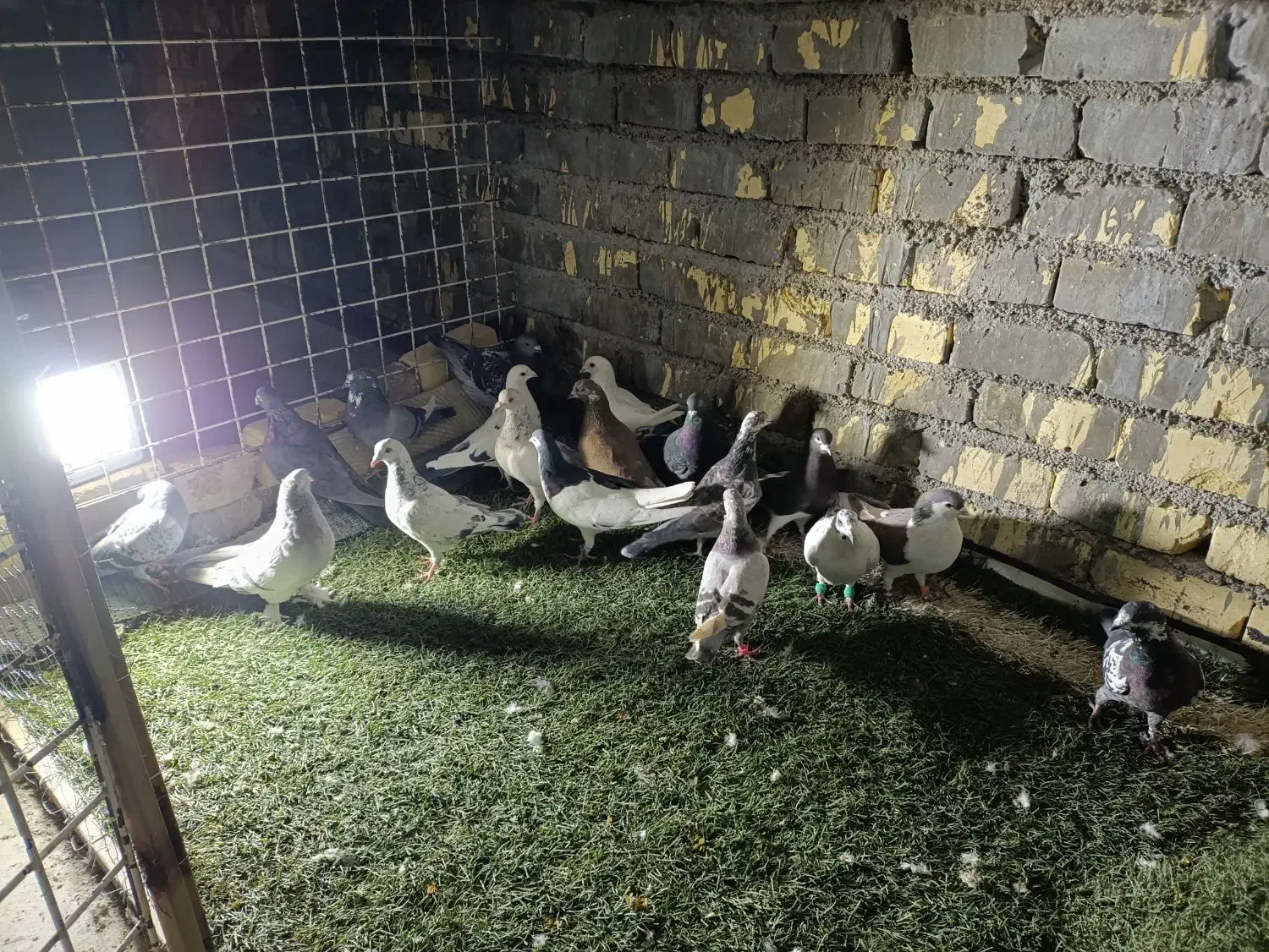 دس کفتری هم بو هوای 18تای|پرنده|شیراز, سعدیه جنوبی|دیوار