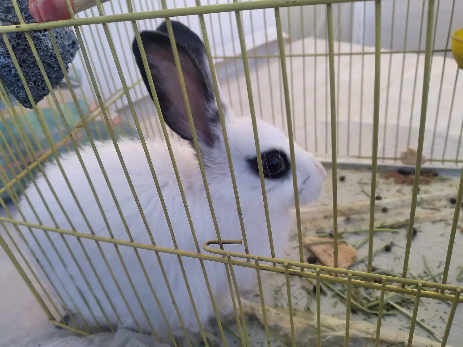 خرگوش شیطون بامزه با غذاش ۱۵۰ تومن|موش و خرگوش|آباده, |دیوار