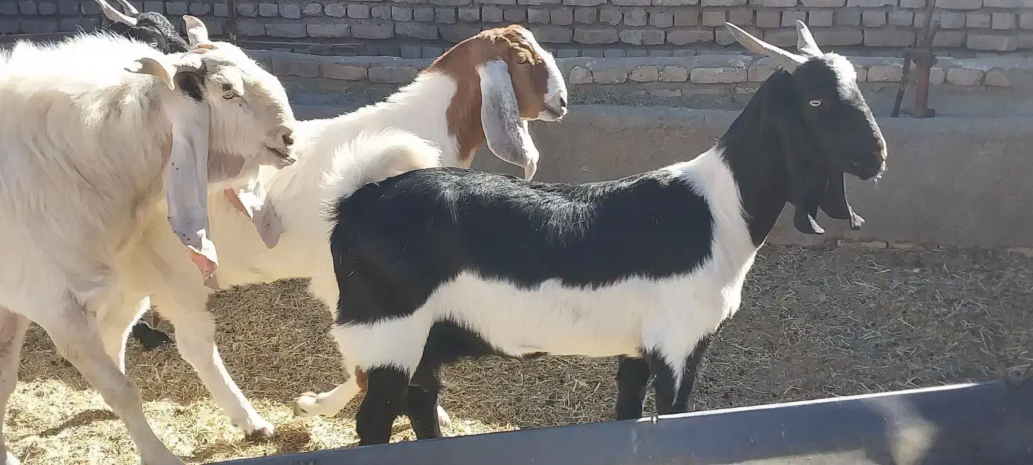 بز پاکستانی درجه یک شاه بز|حیوانات مزرعه|تربت‌حیدریه, بوستان باغ ملی|دیوار