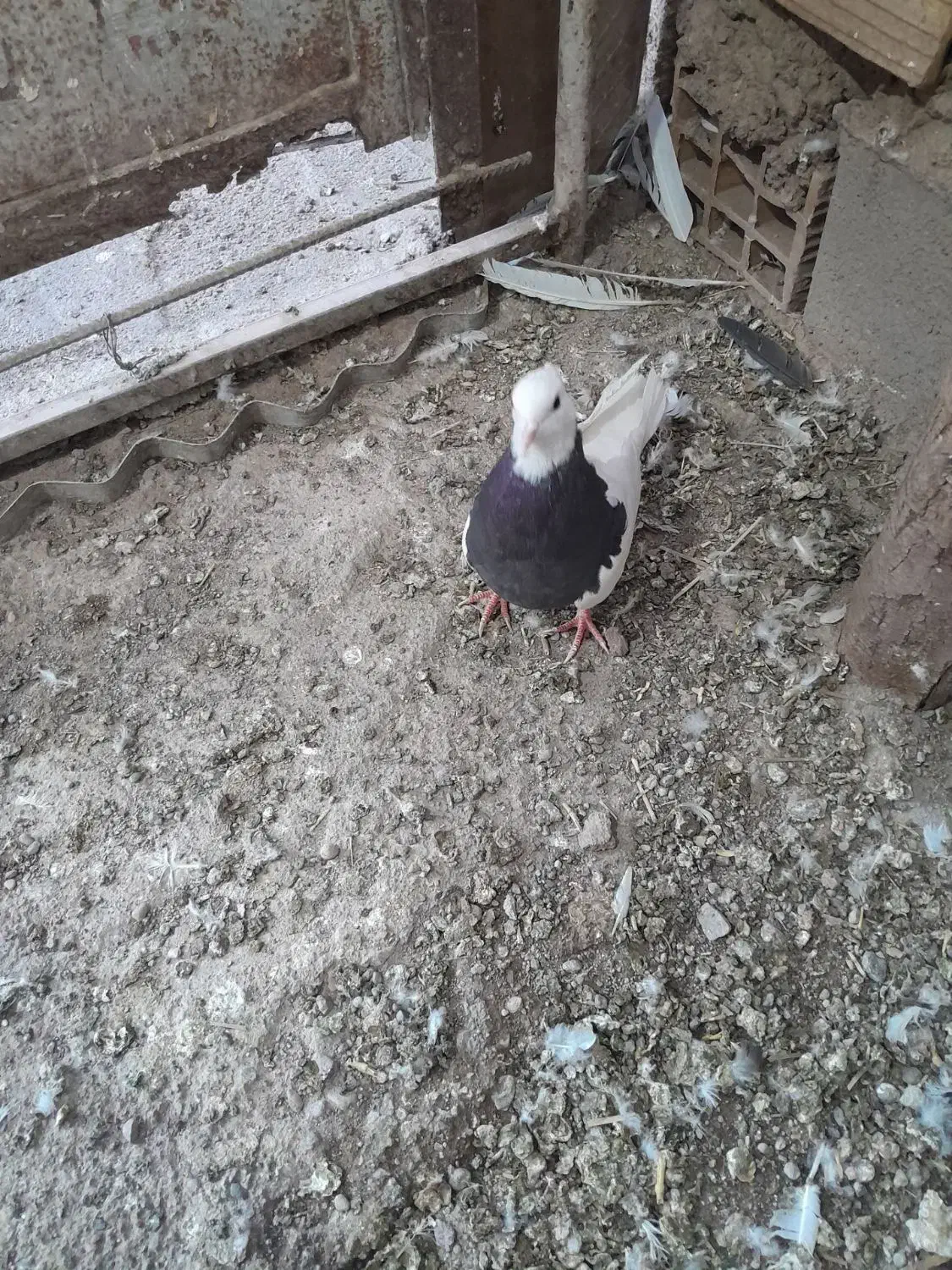 طوقی وکله ی|پرنده|نرماشیر, |دیوار