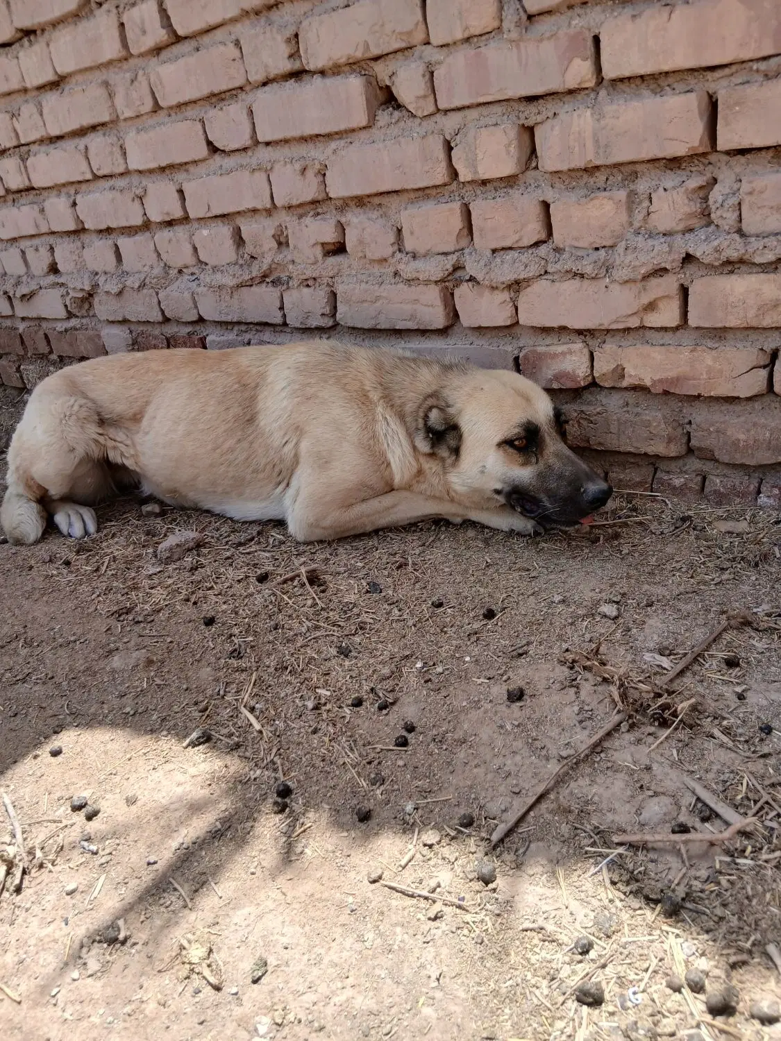 سگ گله|سگ|آرادان, |دیوار