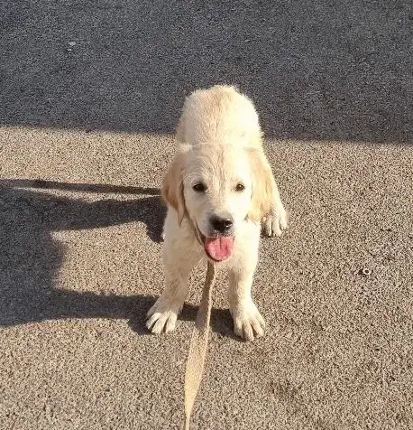 واگذاری توله گلدن رتریور / لابرادور رتریور|سگ|اصفهان, احمدآباد|دیوار