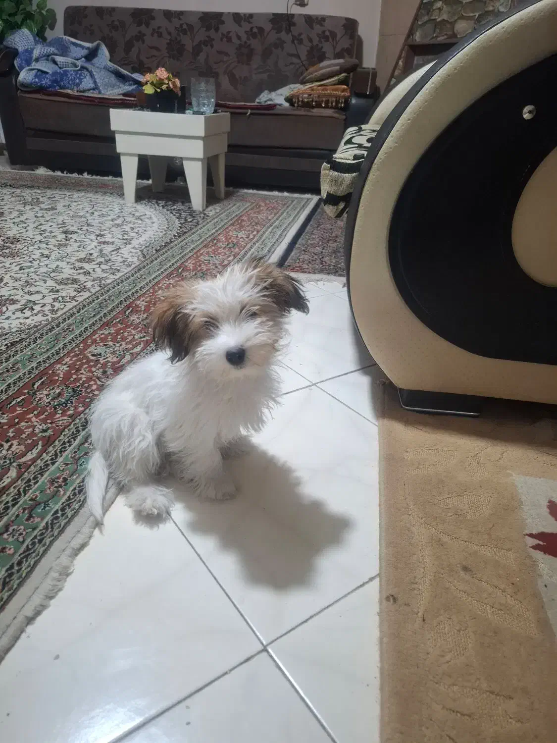 واگذاری سگ|سگ|کرمان, |دیوار