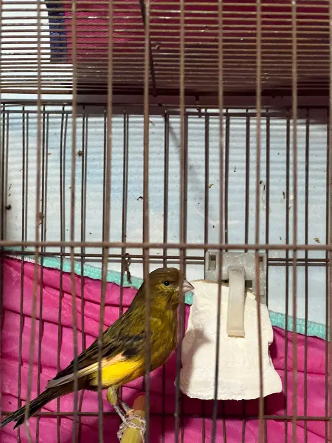 قناری نر و ماده|پرنده|رشت, علی آباد|دیوار